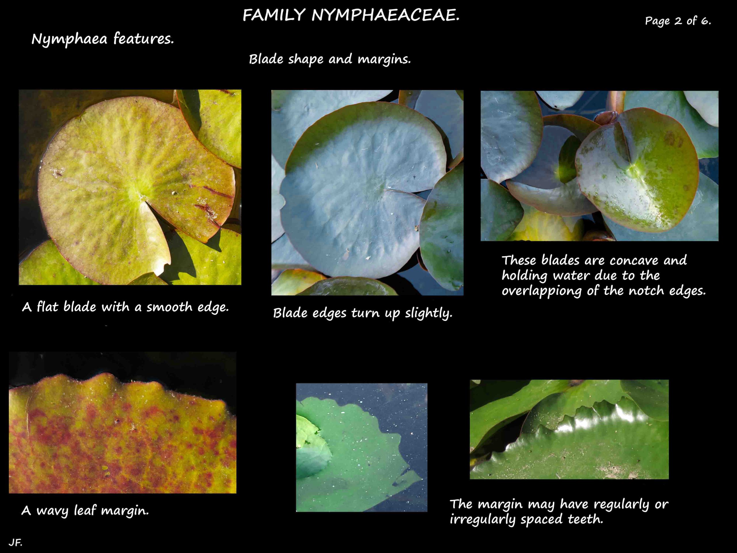 2 Nymphaea leaf edge